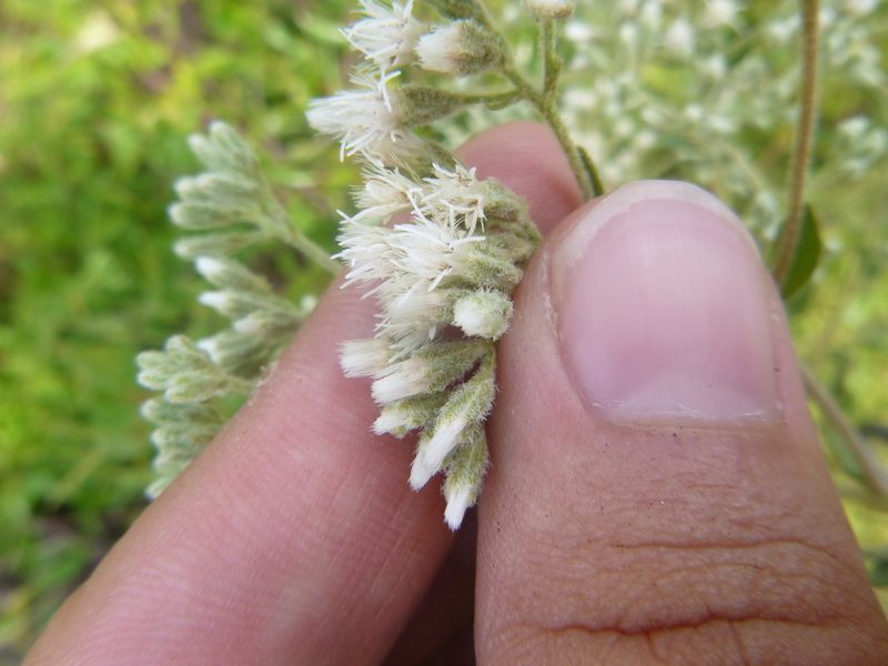Eupatorium cuneifolium, photographed by cwarneke