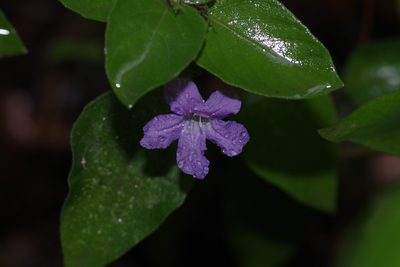 Ruellia drummondiana, photographed by Michelle W. （鍾偉瑋）