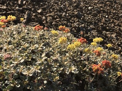 Eriogonum cedrorum, photographed by Roger Raiche