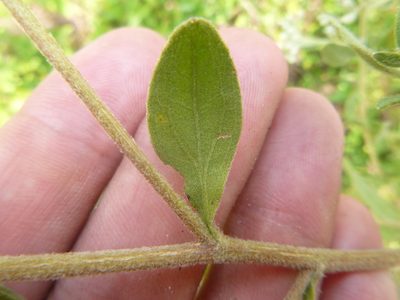 Eupatorium cuneifolium, photographed by cwarneke