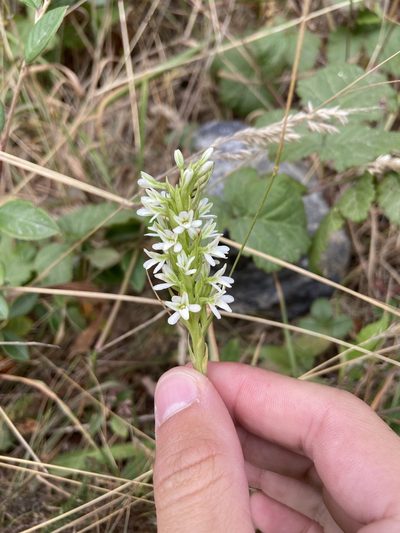 Platanthera elegans, photographed by Grant Chovil