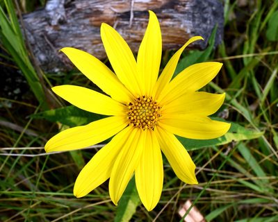 Helianthus strumosus, photographed by davecz2