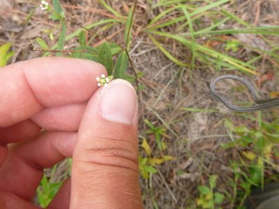 Euphorbia pubentissima, photographed by cwarneke