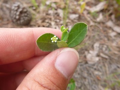 Euphorbia pubentissima, photographed by cwarneke