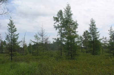 Larix gmelinii, photographed by Oleg Kosterin