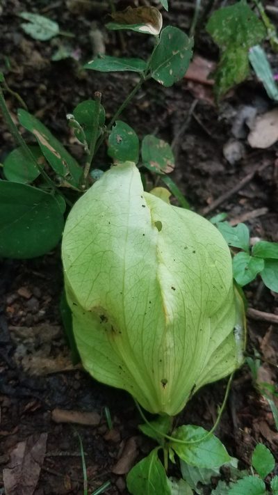 Passiflora platyloba, photographed by geralg