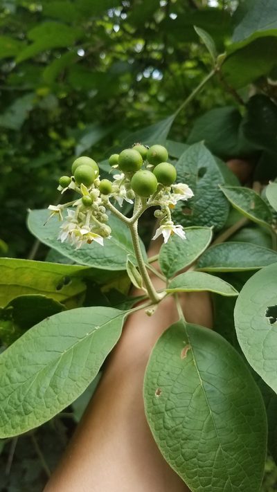 Solanum hazenii, photographed by geralg