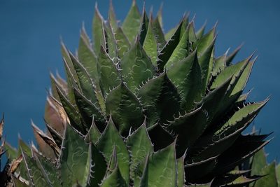 Agave shawii, photographed by Madeleine Claire