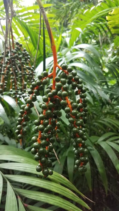 Chamaedorea costaricana, photographed by geralg