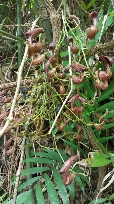 Aristolochia maxima, photographed by geralg