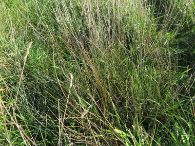Juncus distegus, photographed by Alice Shanks