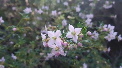 Boronia floribunda, photographed by Sofia Zvolanek