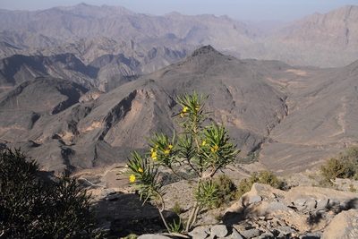 Euryops arabicus, photographed by dhfischer