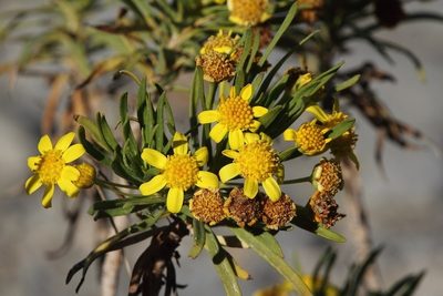 Euryops arabicus, photographed by dhfischer