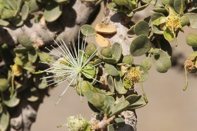 Maerua crassifolia, photographed by dhfischer