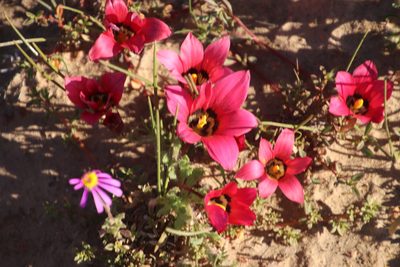 Romulea pudica, photographed by Tony Rebelo