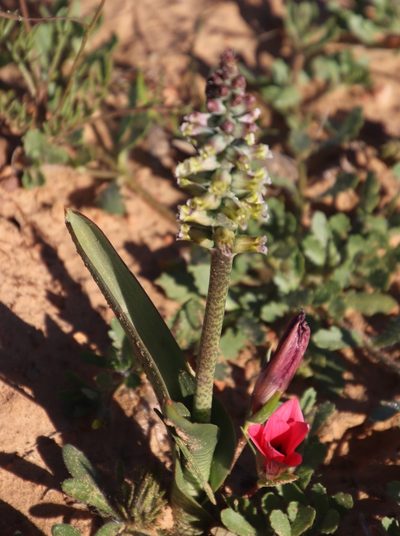 Lachenalia obscura, photographed by Tony Rebelo