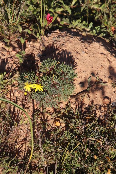Oxalis grammophylla, photographed by Tony Rebelo