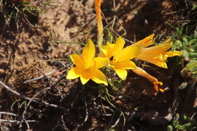 Romulea tortuosa, photographed by Tony Rebelo