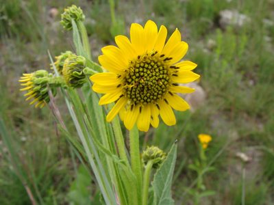 Verbesina tetraptera, photographed by Alexis López Hernández