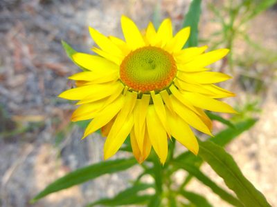Xerochrysum bracteatum, photographed by Kiri Bee