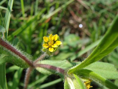 Melampodium sericeum, photographed by Alexis López Hernández