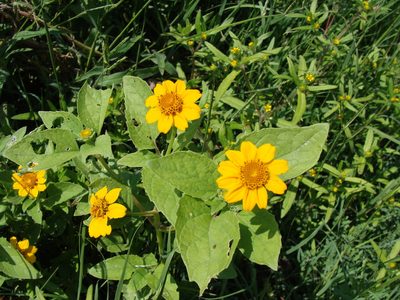 Heliopsis annua, photographed by Alexis López Hernández