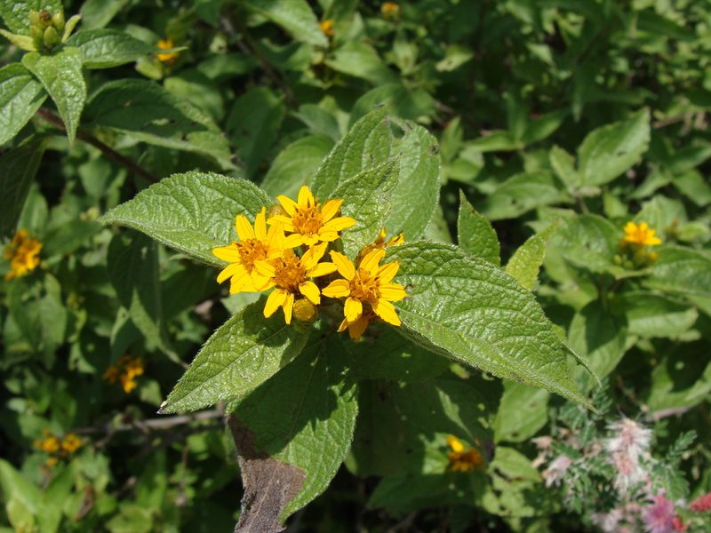 Lasianthaea ceanothifolia, photographed by Alexis López Hernández