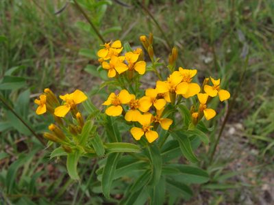 Tagetes lucida, photographed by Alexis López Hernández