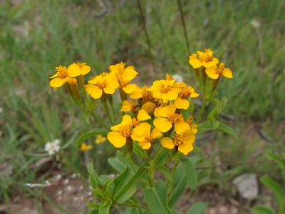 Tagetes lucida, photographed by Alexis López Hernández