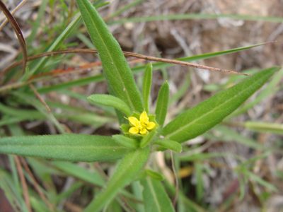 Melampodium sericeum, photographed by Alexis López Hernández