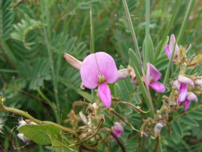 Tephrosia nicaraguensis, photographed by Alexis López Hernández