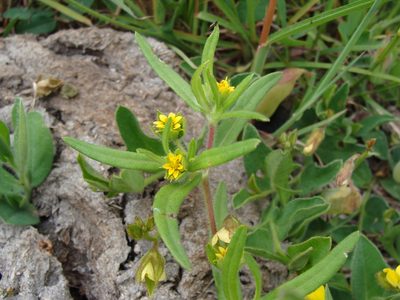 Melampodium sericeum, photographed by Alexis López Hernández