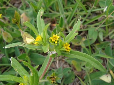 Melampodium sericeum, photographed by Alexis López Hernández
