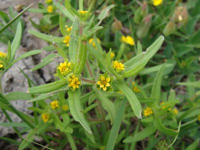 Melampodium sericeum, photographed by Alexis López Hernández
