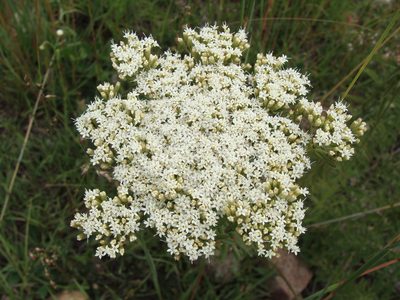 Stevia serrata, photographed by Alexis López Hernández