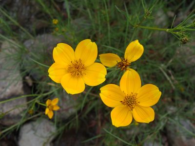 Bidens aurea, photographed by Alexis López Hernández