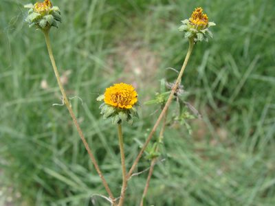 Viguiera linearis, photographed by Alexis López Hernández
