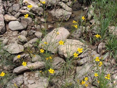 Bidens aurea, photographed by Alexis López Hernández