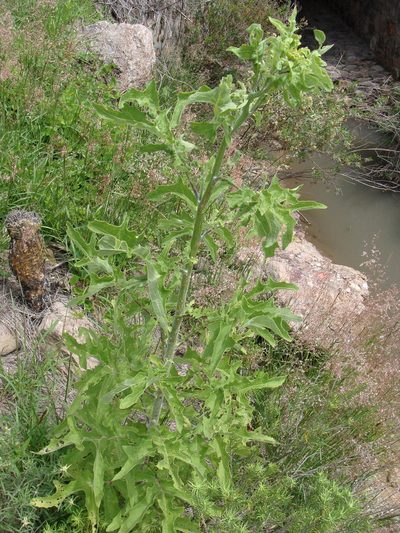 Roldana heracleifolia, photographed by Alexis López Hernández