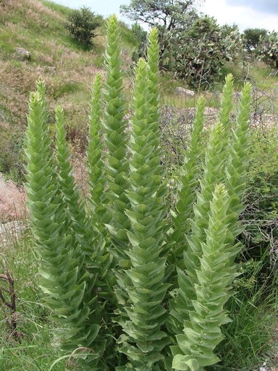 Acourtia moschata, photographed by Alexis López Hernández