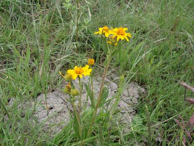 Lasianthaea aurea, photographed by Alexis López Hernández