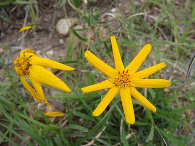 Lasianthaea aurea, photographed by Alexis López Hernández