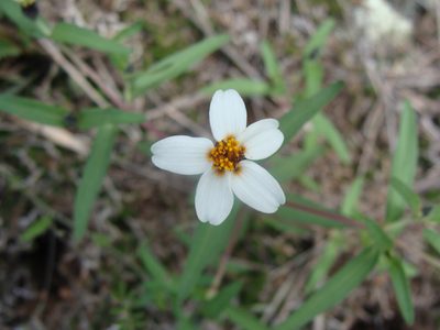 Zinnia bicolor, photographed by Alexis López Hernández