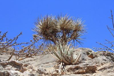 Dracaena serrulata, photographed by dhfischer