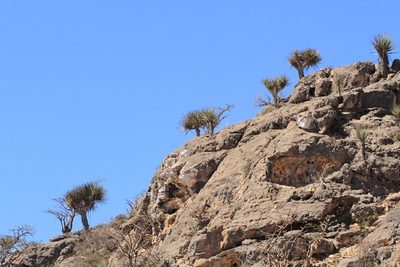 Dracaena serrulata, photographed by dhfischer