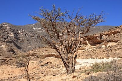 Boswellia sacra, photographed by dhfischer