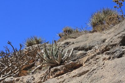 Dracaena serrulata, photographed by dhfischer