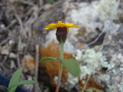 Zinnia bicolor, photographed by Alexis López Hernández