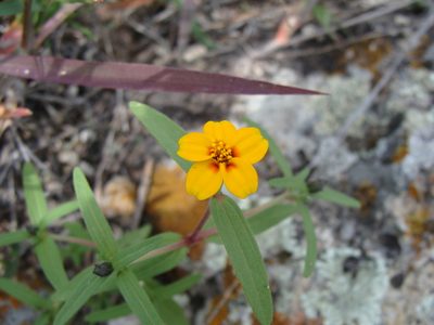 Zinnia bicolor, photographed by Alexis López Hernández